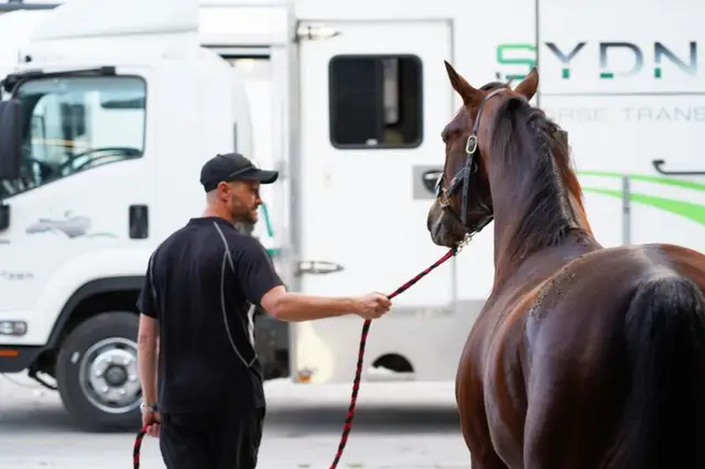Horse transport team